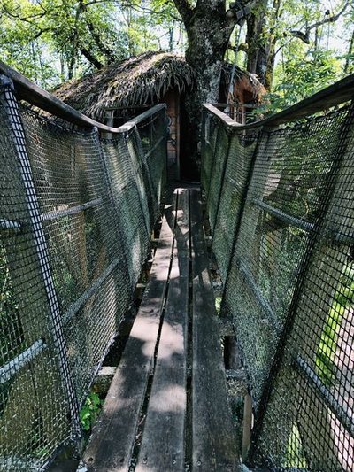 Cabane dans les arbres Feuilles