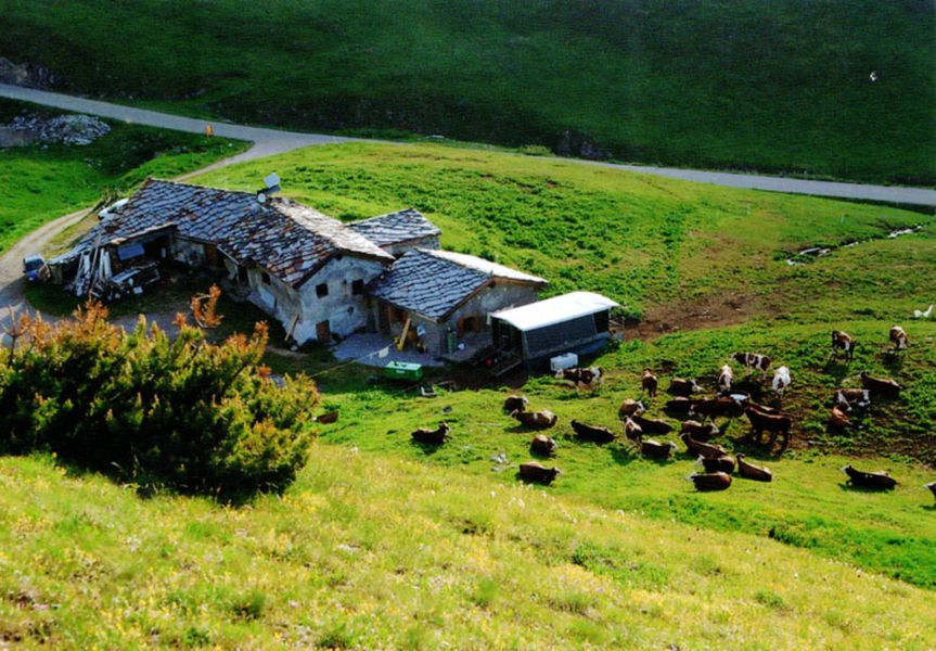 beaufort-alpage-producteur-chaviere-termignon-vanoise