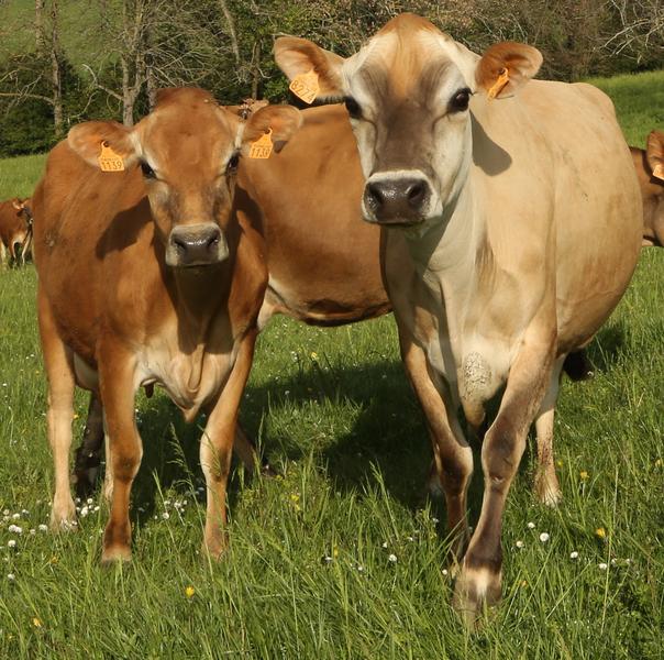 Petites génisses jersiaises