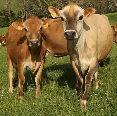 Petites génisses jersiaises