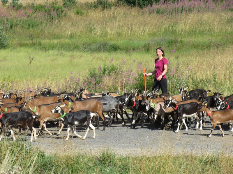 Troupeau de chèvres
