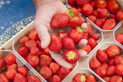 Perles Rouges du Velay