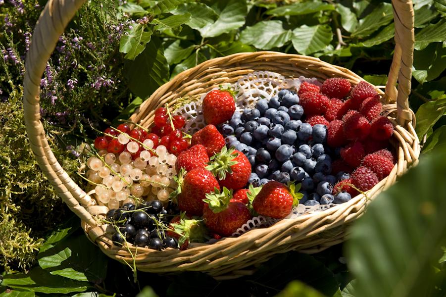 Gaec Minival-Famille Peyrard & Flo_Saint-Romain-Lachalm