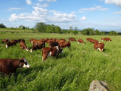 Ferme du Jarry - StFlour Cantal Auvergne