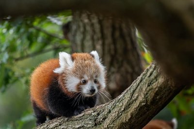 parc animalier d'Auvergne panda roux @Pierrick Boyer