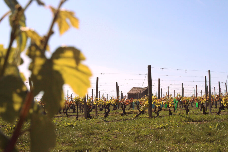 Domaine Jallet