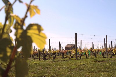 Domaine Jallet