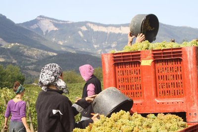 Vendange à la main