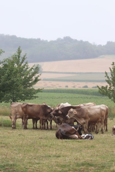 Le Maringuois