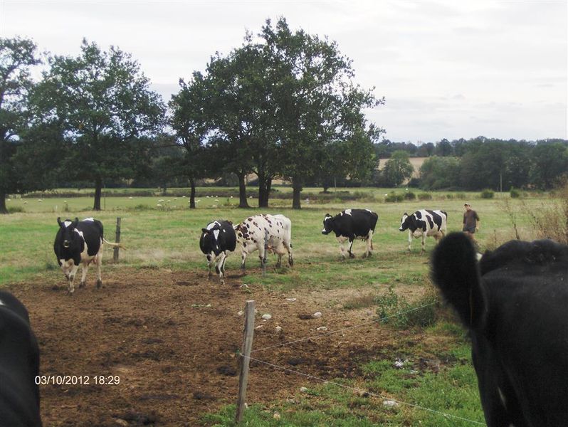 Vaches au pré