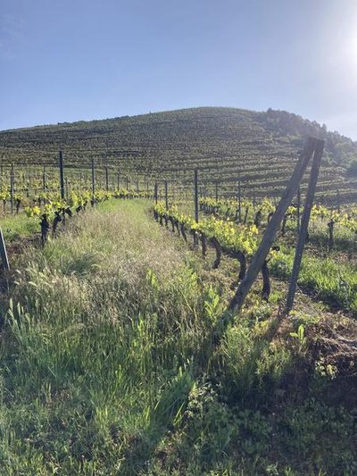 Vignes