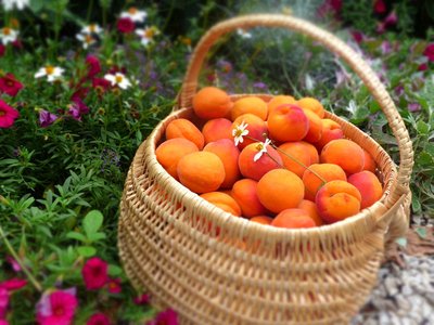 Panier d'abricots