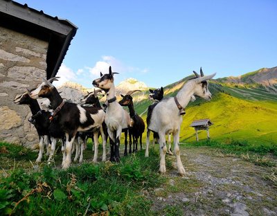 troupeau de chèvres en alpage