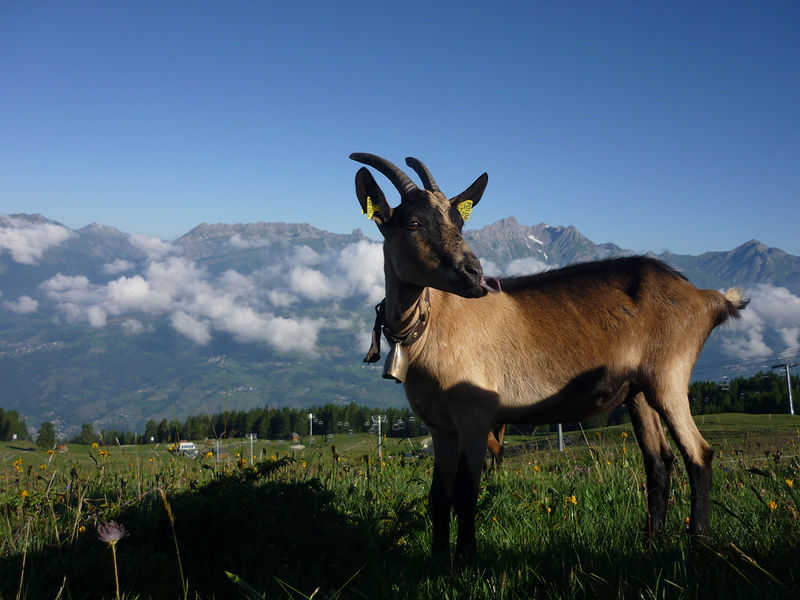 Chèvre à la bergerie du Rey