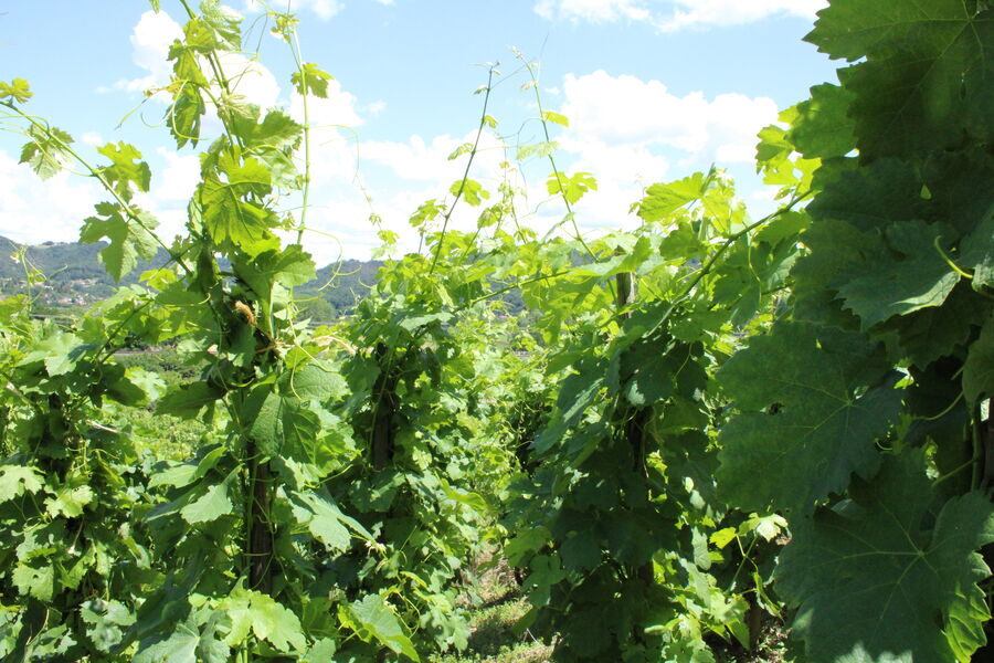 vignes