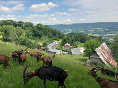 sortie à la pâture