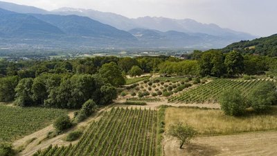 vue d'ensemble du vignoble