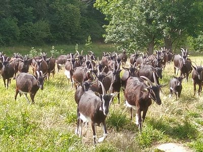 Chèvres au retour des près