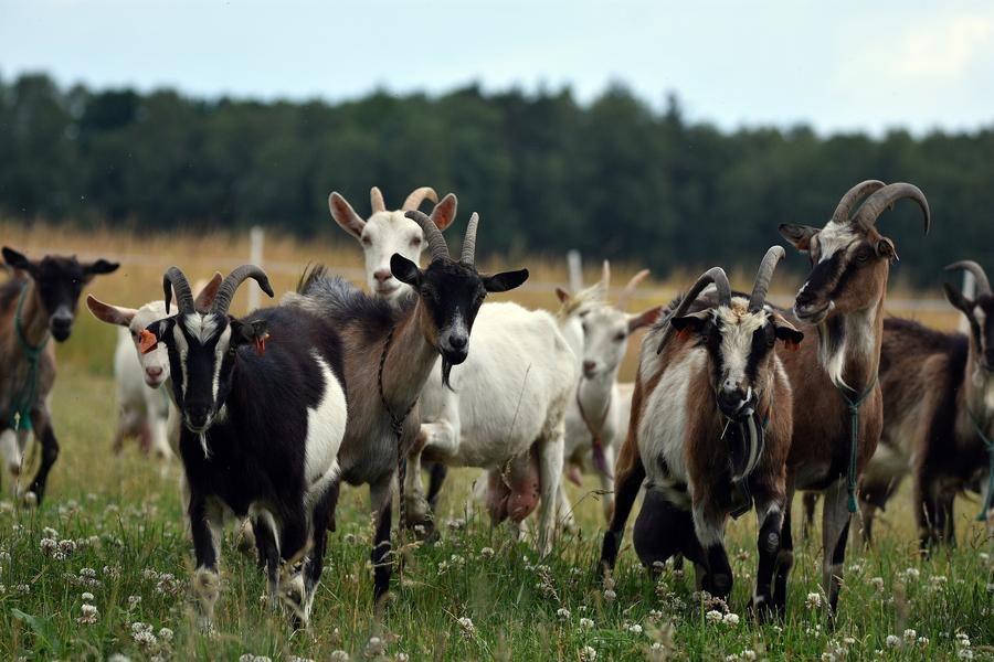 troupeau de chevre