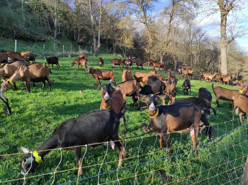 Chèvres alpines aux paturage