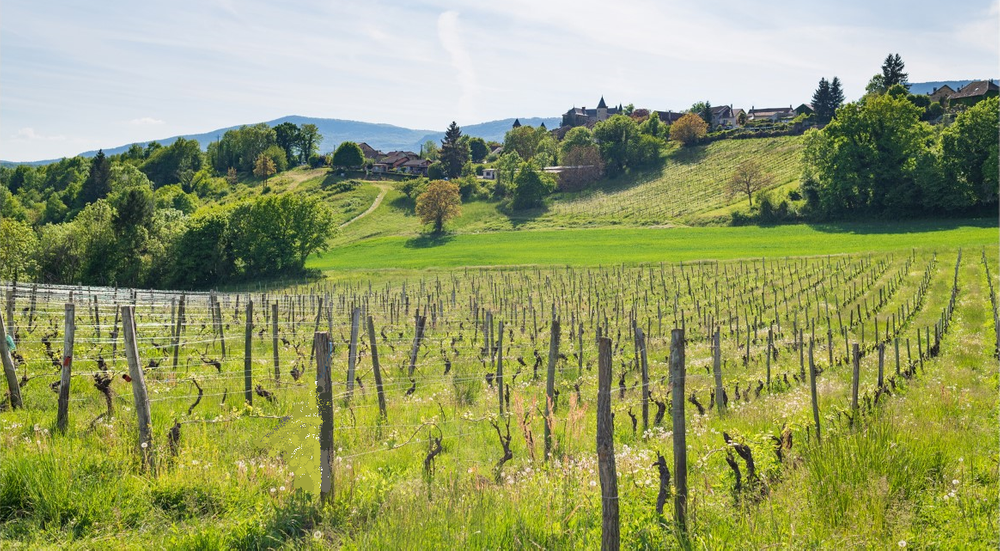 parcelle de Chardonnay
