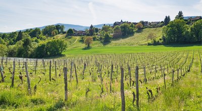 parcelle de Chardonnay