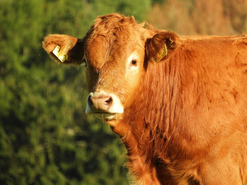 ferme au fromage Le Falzet