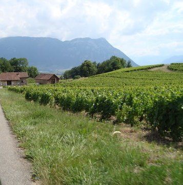 Vignoble
