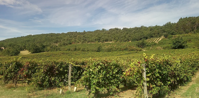 Vignes
