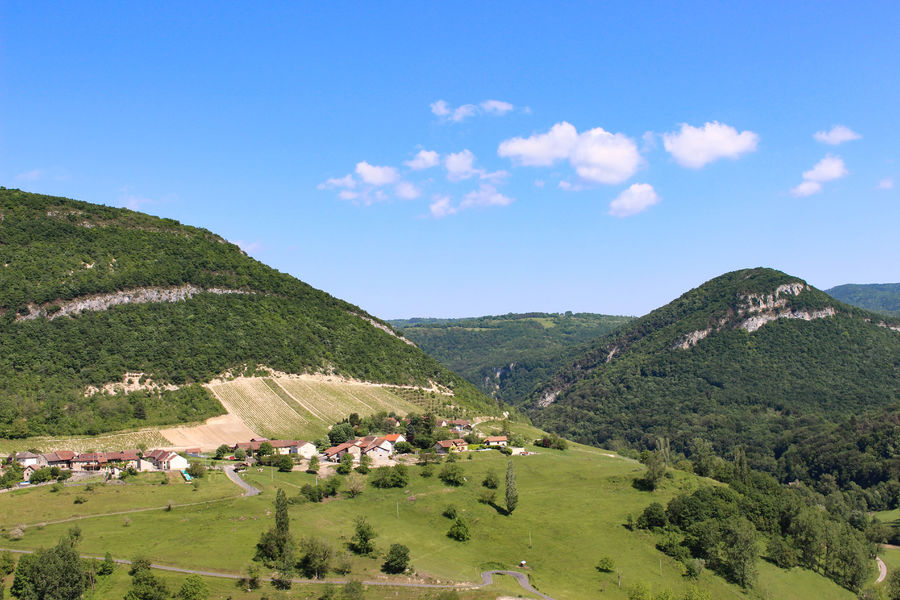 Vignes Montagnieu-Seillonnaz en été