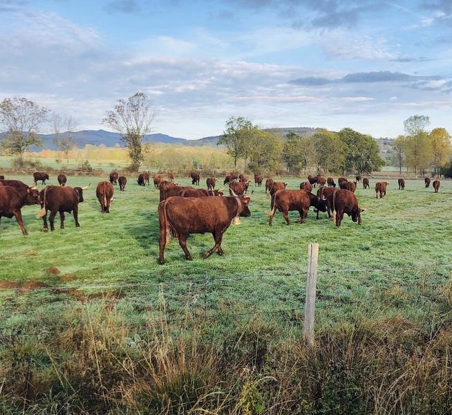 Troupeau de vaches salers - gaec salat