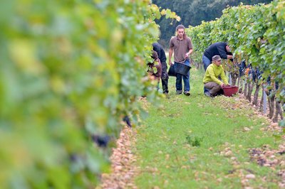 Vignes et Vendanges