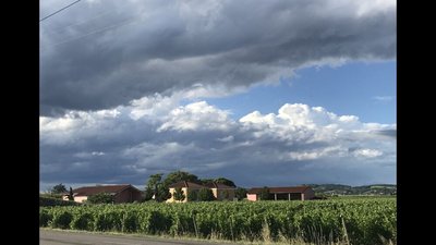 les vignes