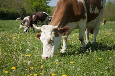 Vaches laitières