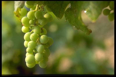 raisins blancs