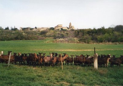 Les Biquettes de l'archevêque (ancienne Fromagerie Gerfand)_La Garde-Adhémar