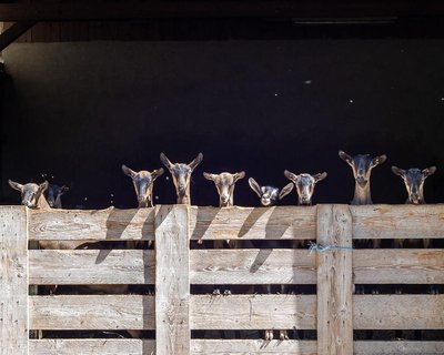 Les biquettes de l'archevêque