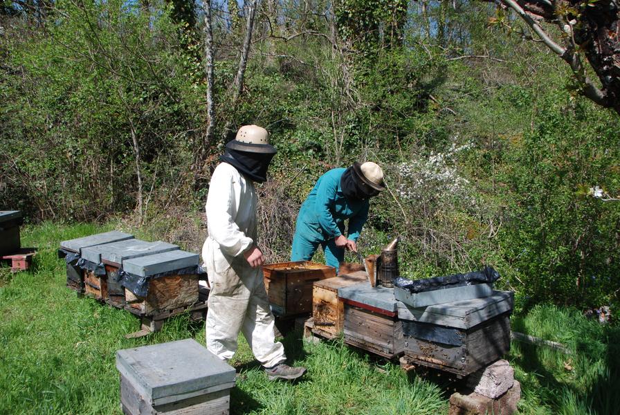 Apiculteurs aux ruches