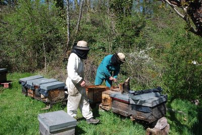 Apiculteurs aux ruches