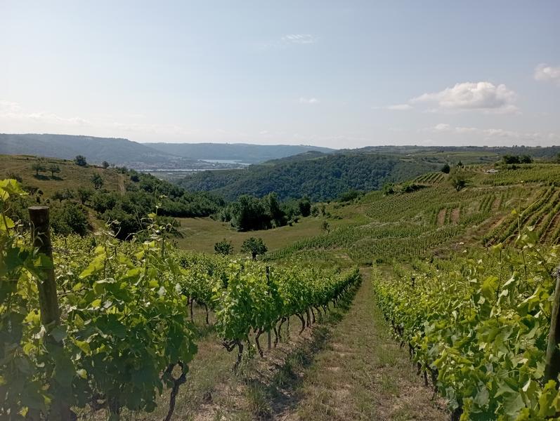 Vignole avec vue sur le Rhône