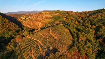 Vue aérienne des vignobles