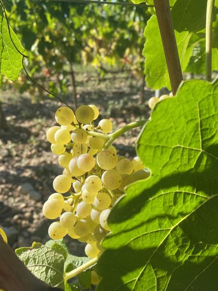Crozes-Hermitage