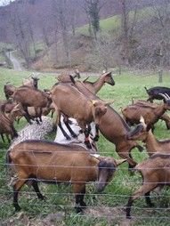 Chèvres