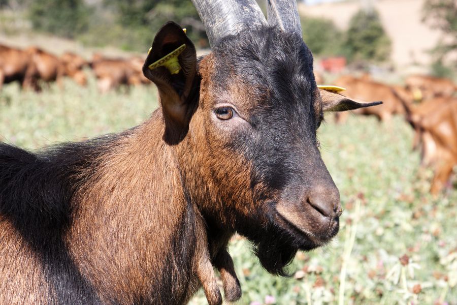 Chevrerie de Chomaise
