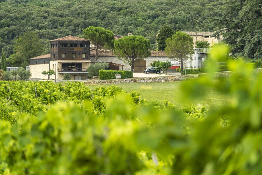 Le domaine vu des vignes