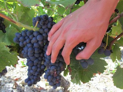 domaine-alain-dumarcher-gras