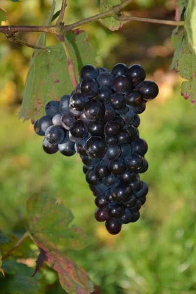 Gamay noir à jus blanc. Cépage unique