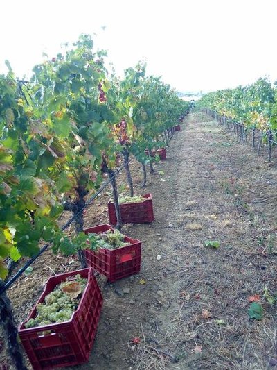 Domaine des Bragalous - Les vendanges