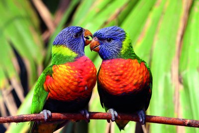 Couple de loriquets