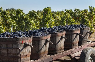Vendanges